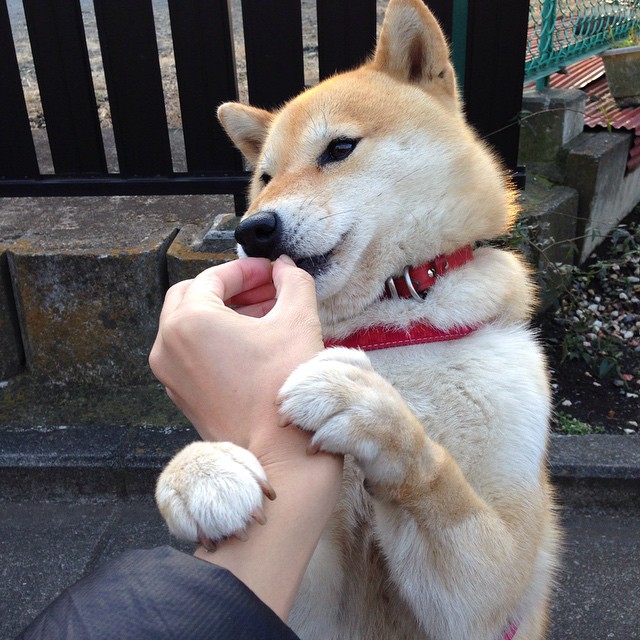 美加墨世界杯之夜，贝恩一剑封喉，那个改写历史的冰冷杀手